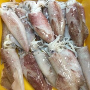sotong-frozen-seafood-kedah