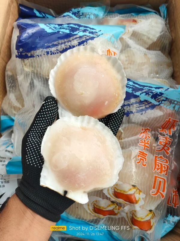 Halfshell Scallop White