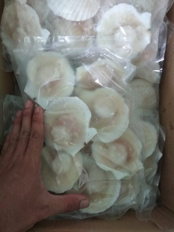Halfshell Scallop White - Image 2