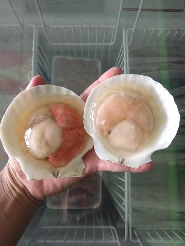 Halfshell Scallop White - Image 4