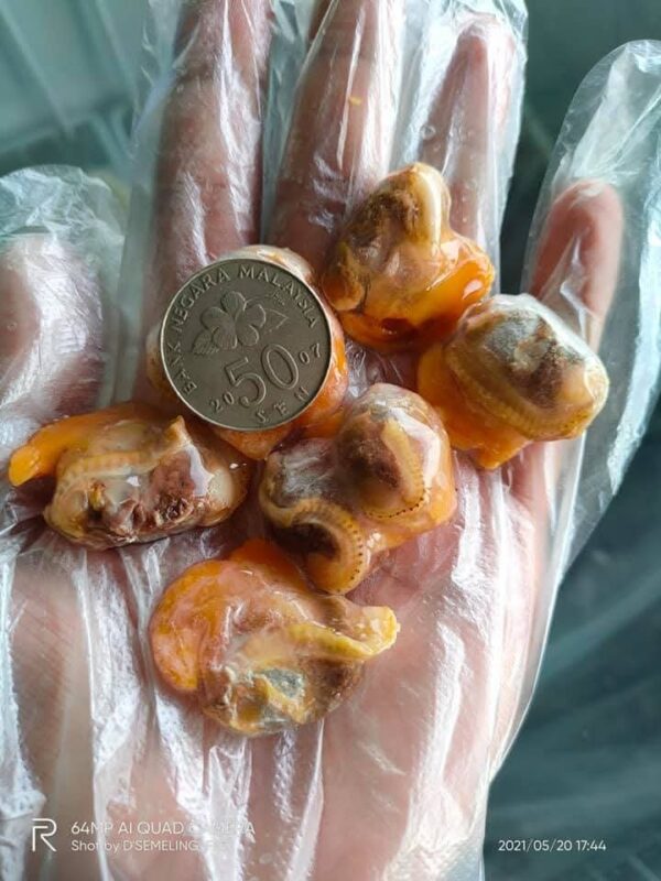 Isi Kerang IQF 1kg - Image 6