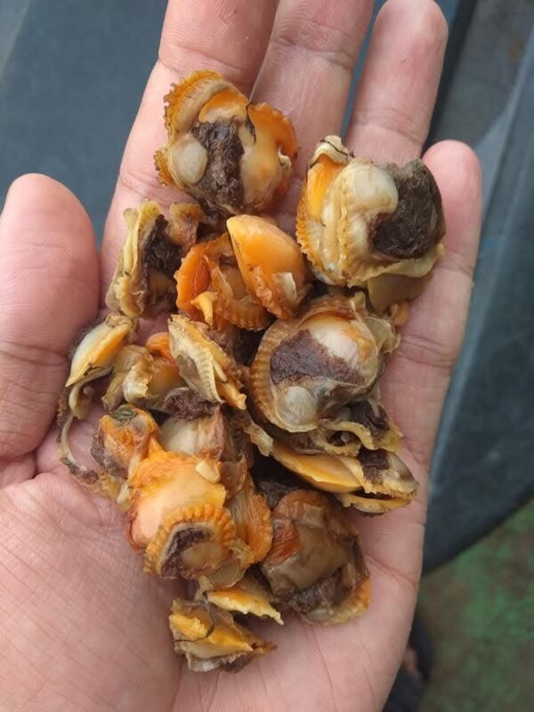 Isi Kerang IQF 1kg - Image 7
