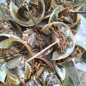 Belangkas Pasir Bertelur 500-700g