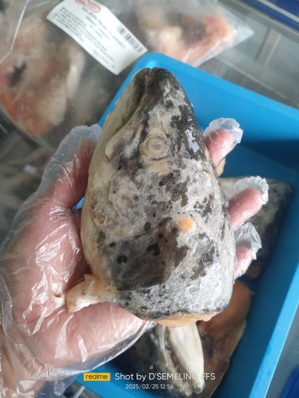 Kepala Ikan Salmon 1kg - Image 4