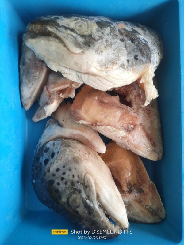 Kepala Ikan Salmon 1kg