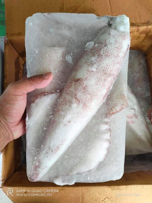 sotong-frozen-seafood-kedah