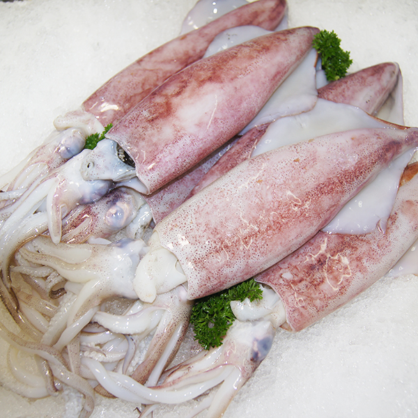 sotong-10-20-kedah-frozen-seafood