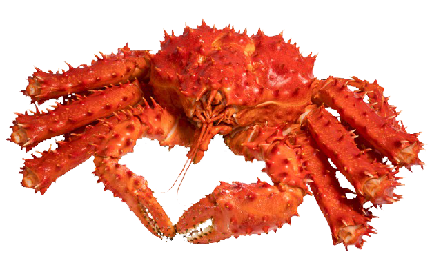 red alaskan king crab isolated white background norwegian taraba king crab white 192913 167 red alaskan king crab isolated white background norwegian taraba king crab white 192913 167