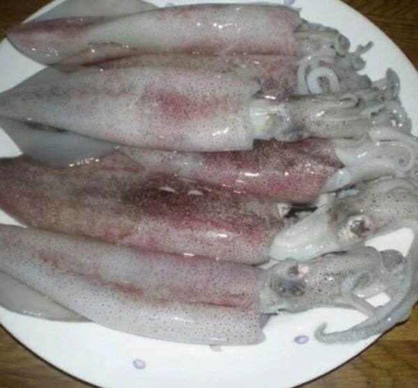 sotong 6 10 frozen seafood kedah 0 sotong 6 10 frozen seafood kedah 0