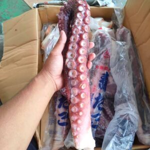 Sesungut Sotong Gergasi
