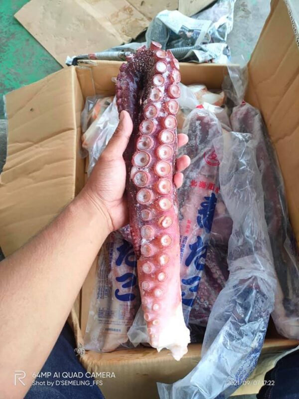 Sesungut Sotong Gergasi