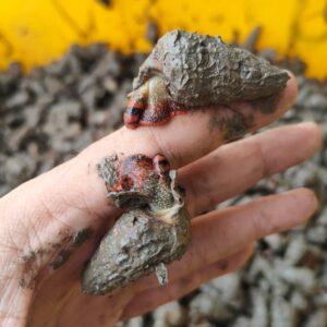 Siput Belitung/Siput Sedut