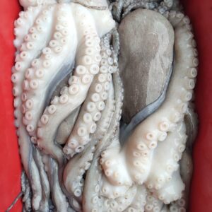 Sotong Kurita Besar (Tempatan)