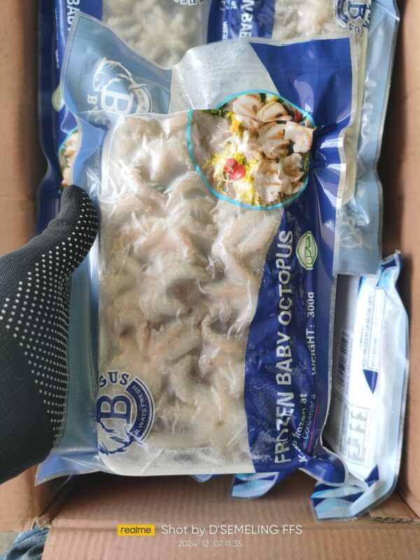 Baby Octopus (Import)