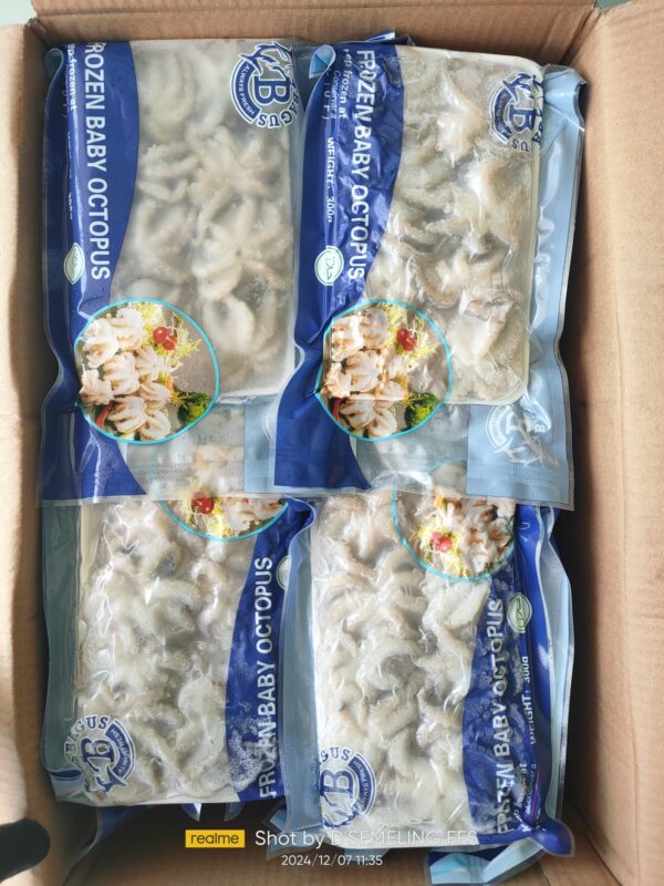 Baby Octopus (Import) - Image 2