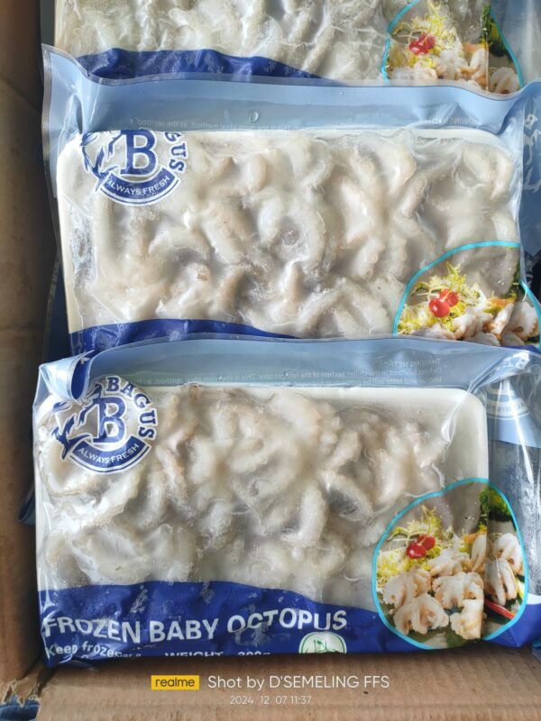 Baby Octopus (Import) - Image 3