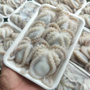 Baby Octopus (Tempatan)