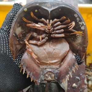 Belangkas Padi Bertelur 100-200g